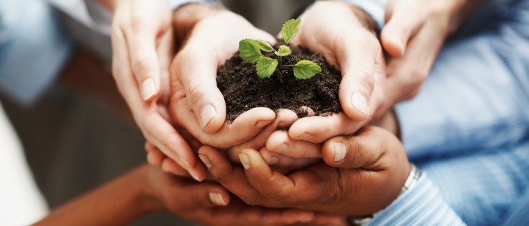 photodune-202925-business-development-hands-holding-seedling-in-a-group-s